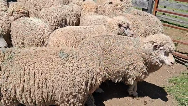 Lote 28 Capones 50kg - , Flores