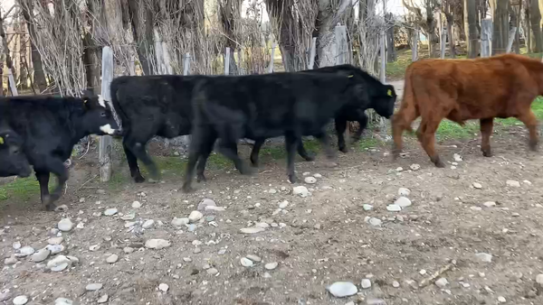 Lote 30 Ternero en Río Ibáñez, XI Región Aysén