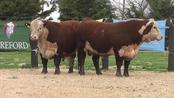 Lote TOROS P. HEREFORD PR