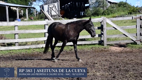 Lote Yegua de andar