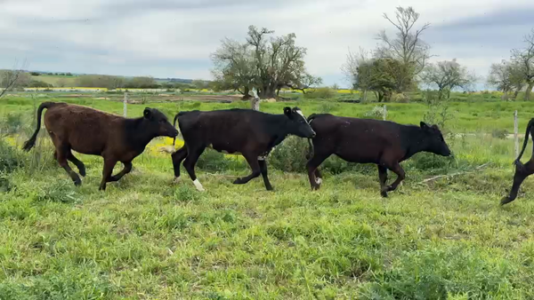 Lote VAQUILLONAS 1 A 2 AÑOS