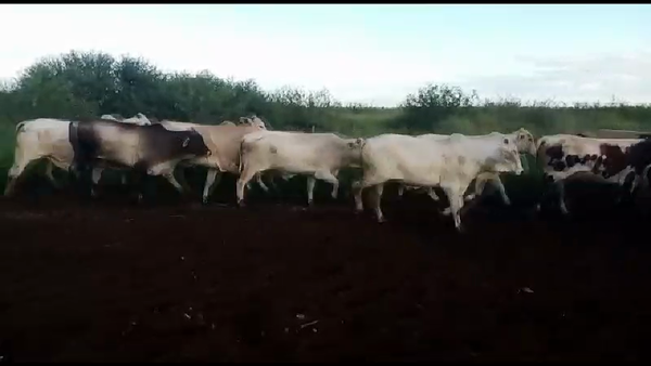 Lote 120 Novillos en J.J. Castelli, Chaco