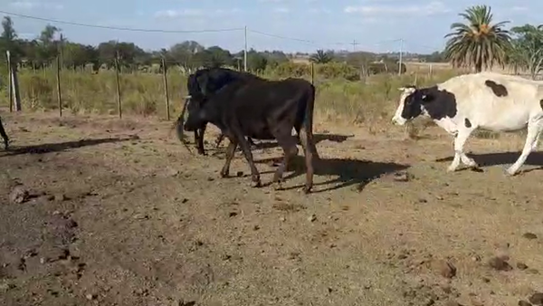Lote 6 Vacas