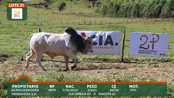 Lote 2P PRIMAVERA