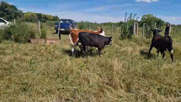 Lote 2 Terneros - 1 vaquillona