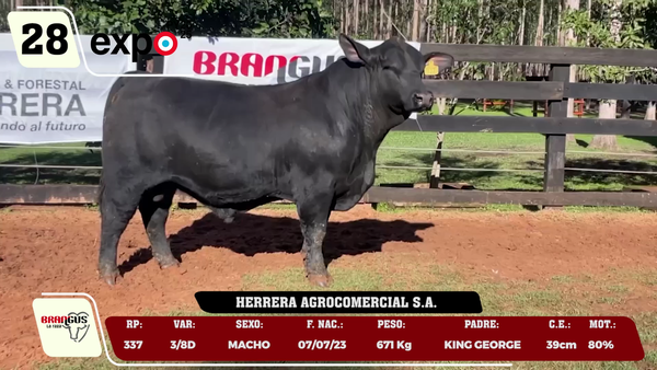 Lote LOTE 28