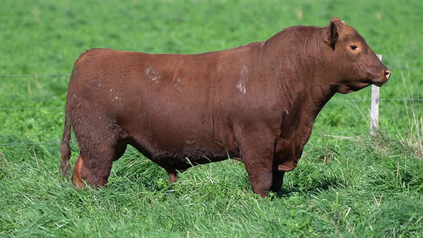 Lote TORO
