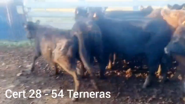 Lote TERNERAS