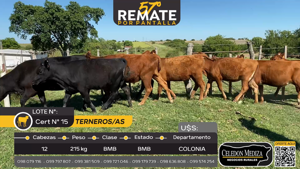 Lote 12 Terneros y Terneras en Otra Localidad, Colonia