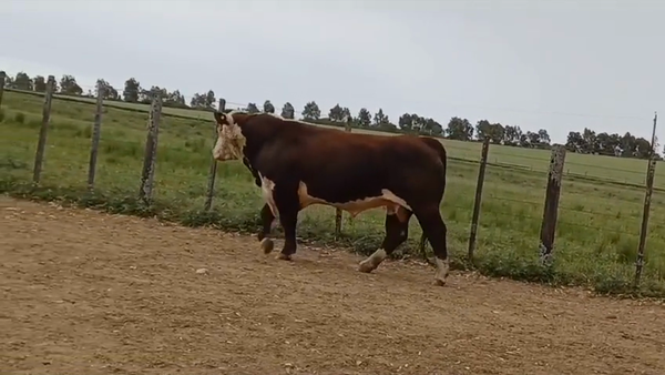 Lote TORO PI - RP 2738