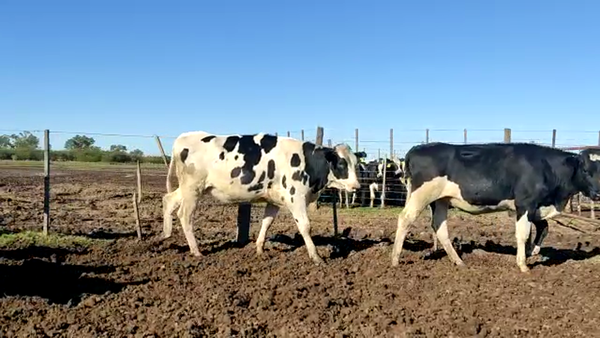 Lote Vaquillonas Para Entorar  - Torresi Omar Y Miguel