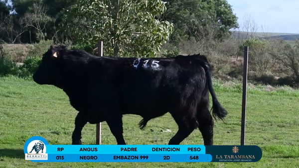 Lote Toro