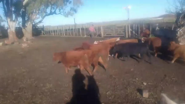 Lote 18 Terneros/as en Olavarria