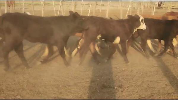 Lote 60 Terneros/as en Quimilí, Santiago del Estero