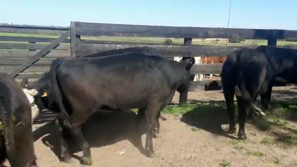 Lote 8 Vaquillonas 1 a 2 años ANGUS 330kg - , San José