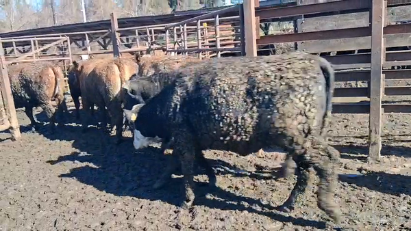Lote 42 Vaquilla Gorda en Los Ángeles, VIII Región Biobío