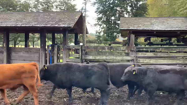 Lote 85 Terneros en Osorno, X Región Entre Lagos Rupanco