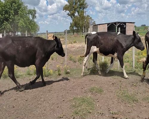 Lote (Vendido)6 Vaquillonas Vacas Preñadas 1 HE X HO,  1 HO,  2 AA X HO, 2 KIWI 400kg - , Colonia