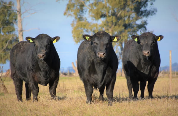 Lote "Cabaña ""Don Felix"" Toros Angus PC"