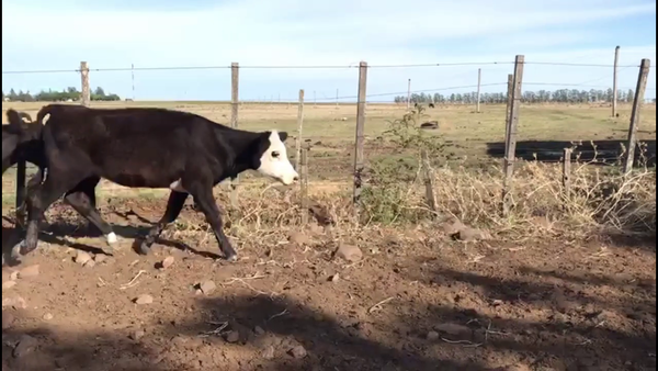 Lote VAQUILLONAS 1-2 AÑOS