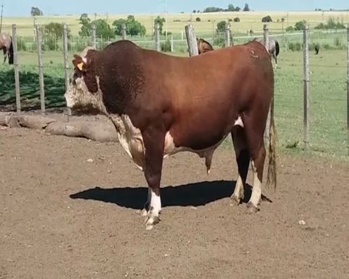 Lote Toros HE en RUTA 12