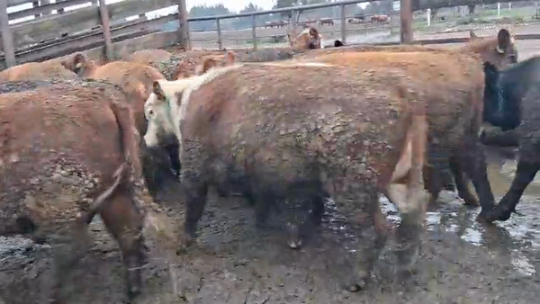 Lote 20 Vaquilla Gorda en Los Ángeles, VIII Región Biobío
