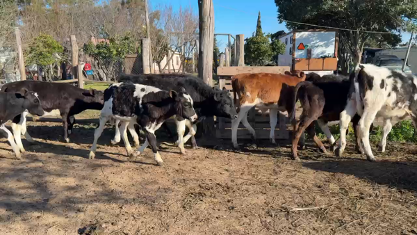 Lote TERNEROS