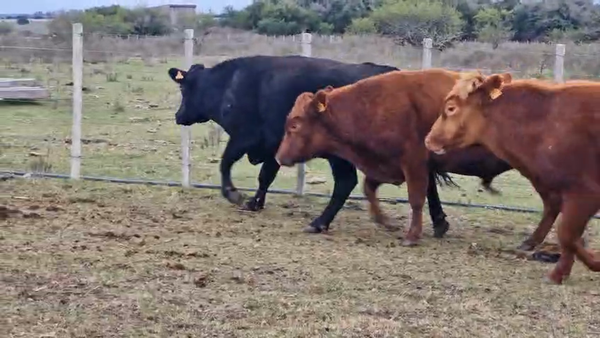 Lote Toros 450kg - , San José