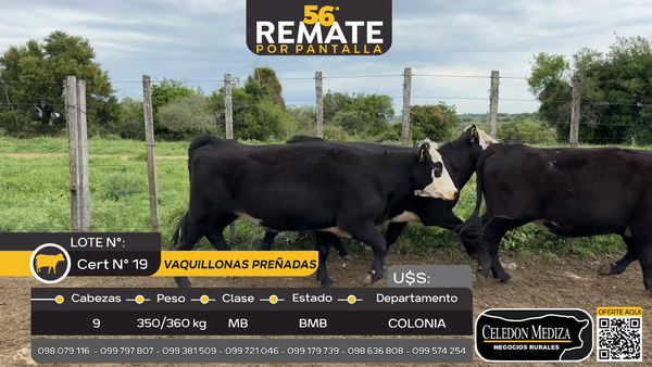 Lote 9 Vaquillonas preñadas Cufré, Colonia