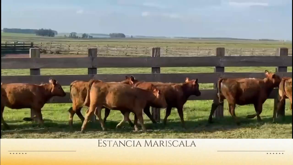 Lote 10  terneras Red Angus de 1 año