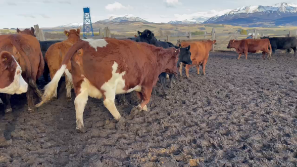 Lote 38 Vaca Gorda en Coyhaique, XI Región Aysén