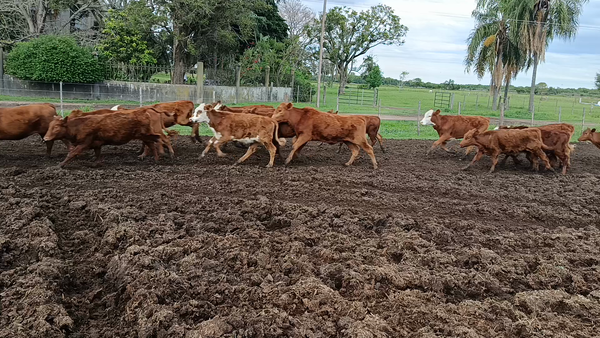 Lote 60 Terneras Braford y sus cruzas en Naré, Santa Fe
