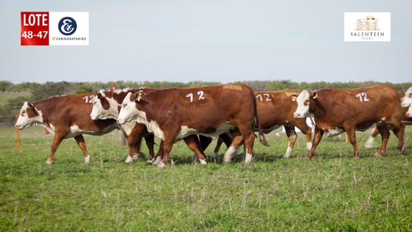 Lote LOTE 48/47 - VAQUILLAS BRAFORD PLANTELERAS SEÑAL ´18 - PREÑADAS SERVICIO NATURAL