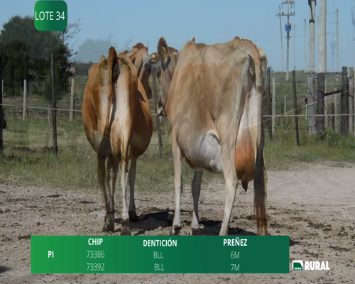 Lote VACAS SECAS PREÑADAS