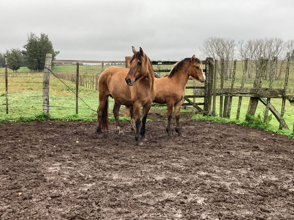 Lote Estrella del mavial