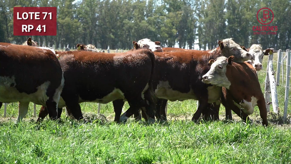 Lote VAQUILLONAS PREÑADAS RG x IA  -PARICION OTOÑO 2026-