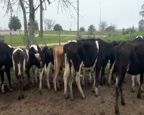 Lote 16 Vaquillonas  HOLANDO Y KIWI 230kg - , San José