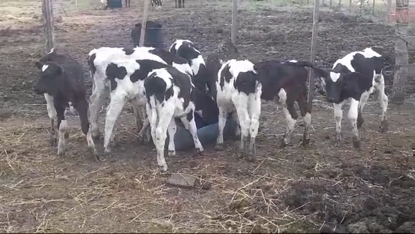 Lote (Vendido)10 Terneros Holando 70kg - , Soriano
