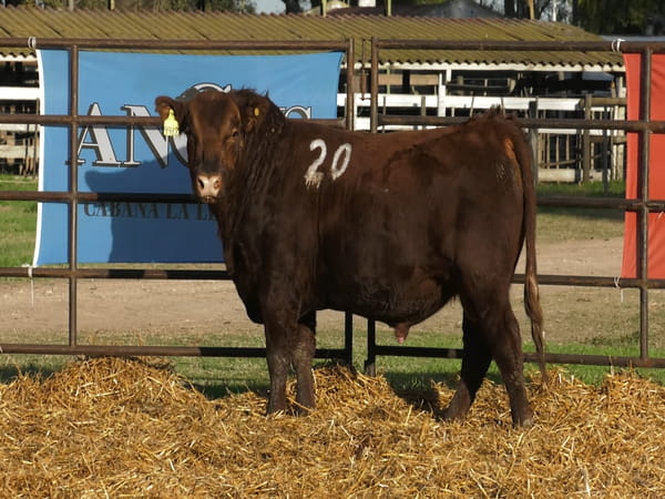 Lote TOROS ANGUS COLORADOS PC