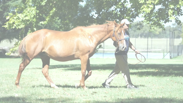 Lote BESUQUEIRA INC (INCLUDE -  SHY BESADA) preñez de GIDU