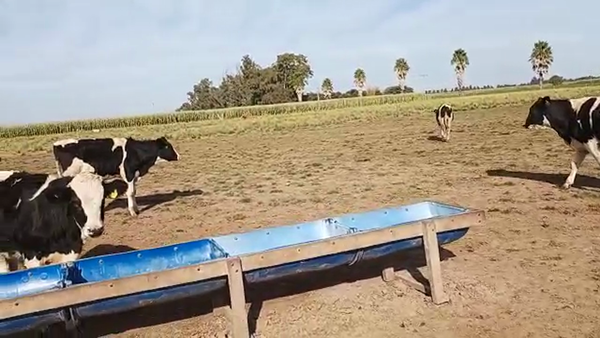 Lote 35 Novillitos Holando Argentino en Morteros, Córdoba