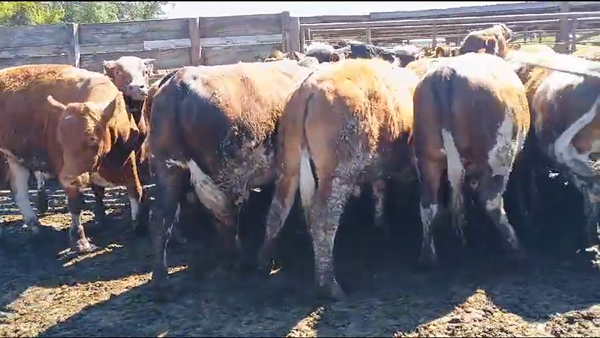 Lote 20 Novillo Gordo en Los Ángeles, VIII Región Biobío