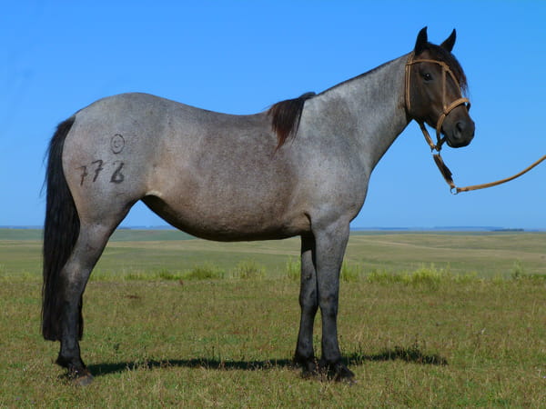 Lote Sacachispa Salpay