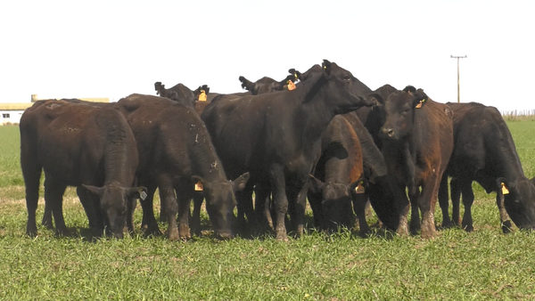 Lote VACAS  ANGUS NEGRO  MAS  C/ GTIA DE PREÑEZ PARICION OTOÑO