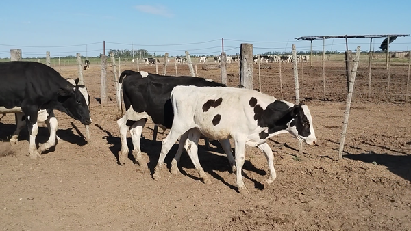 Lote 16 Novillitos Holando Argentino en La Paquita, Córdoba