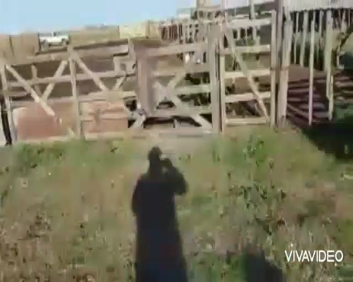 Lote 65 Terneros en Tapalqué, Buenos Aires