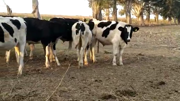 Lote 25 Novillitos Holando Argentino en Morteros, Córdoba