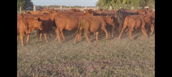 Lote 97 Terneras en Entre Ríos, Villaguay