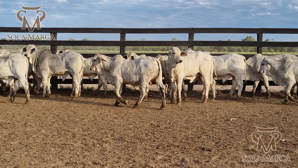 Lote Terneros Cbo 2