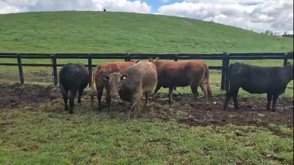 Lote 20 Vaquilla Gorda en Futrono, XIV Región Los Ríos